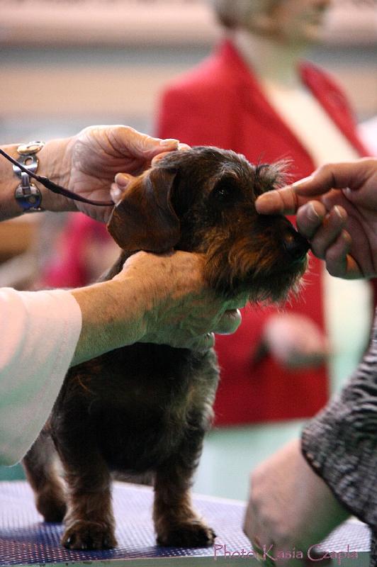 Crufts2011_2 1459.jpg